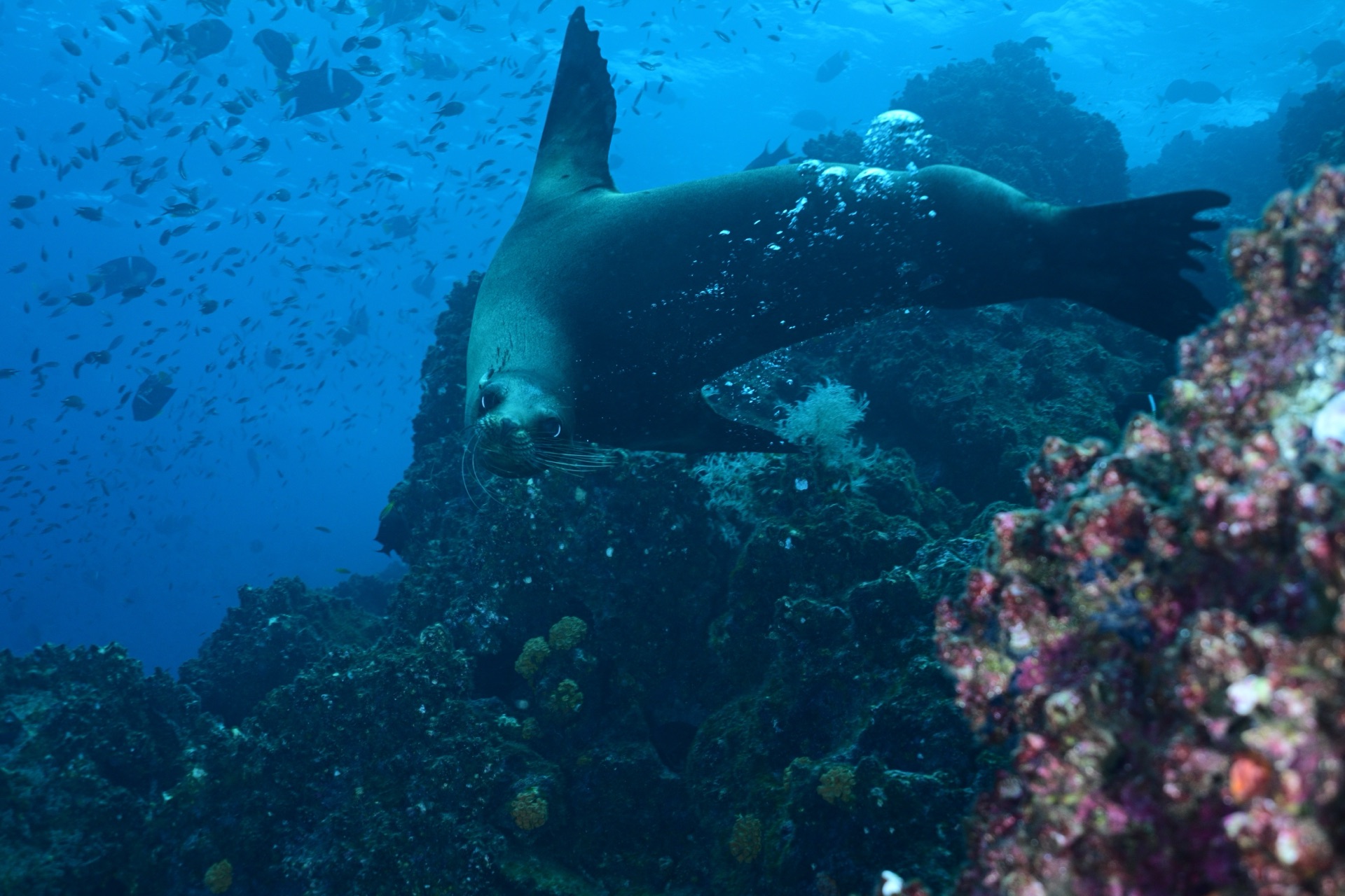 Galapagos Marine Reserve